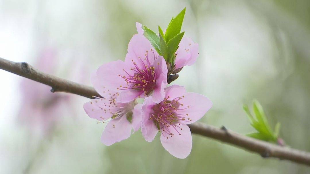 苹果手机新闻放桌面怎么关闭苹果iphone手机桌面主题-第2张图片-太平洋在线下载