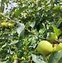 小苹果省区版小苹果app官网