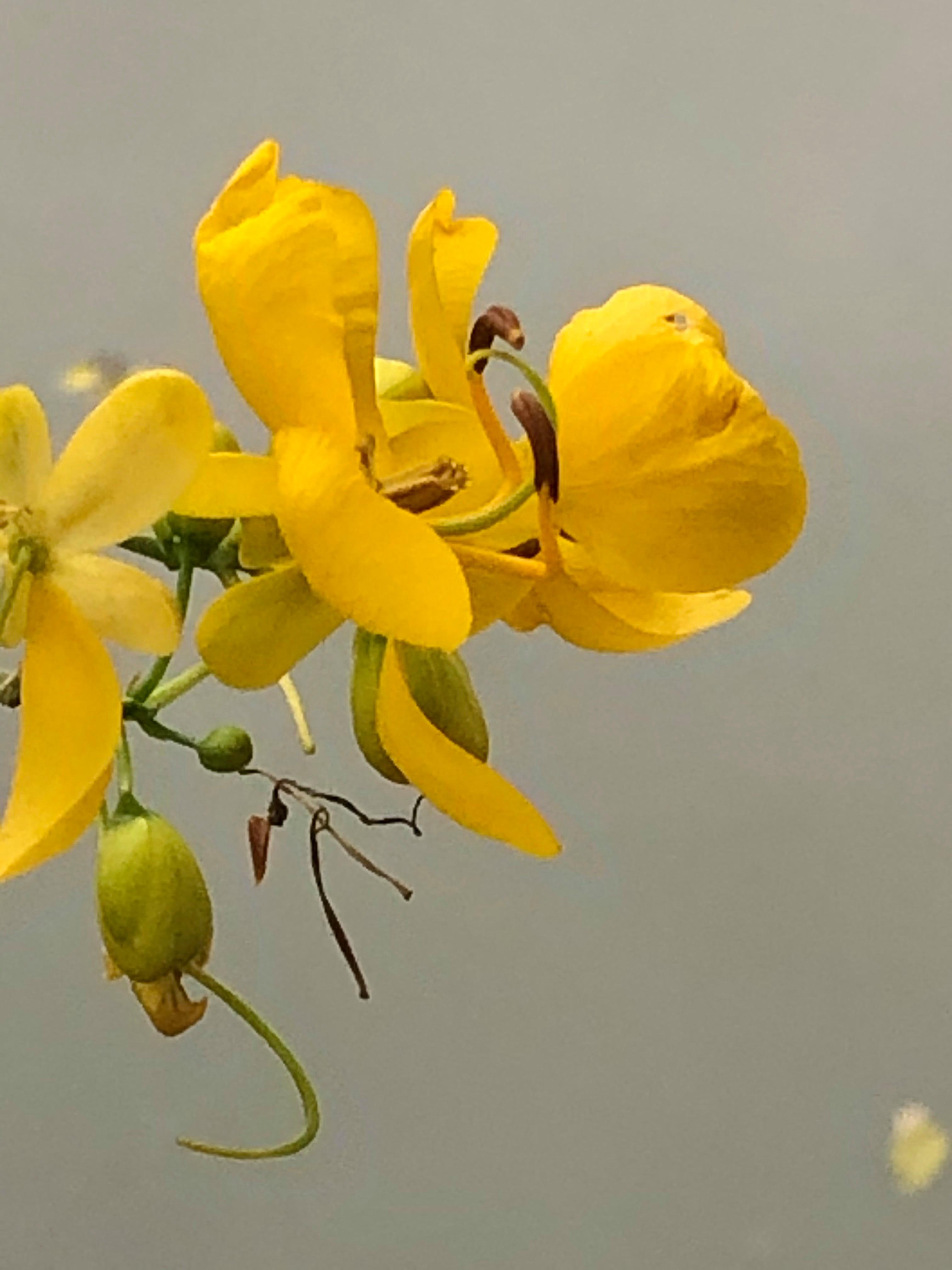 好想花苹果版小花钱包苹果手机下载不了-第2张图片-太平洋在线下载