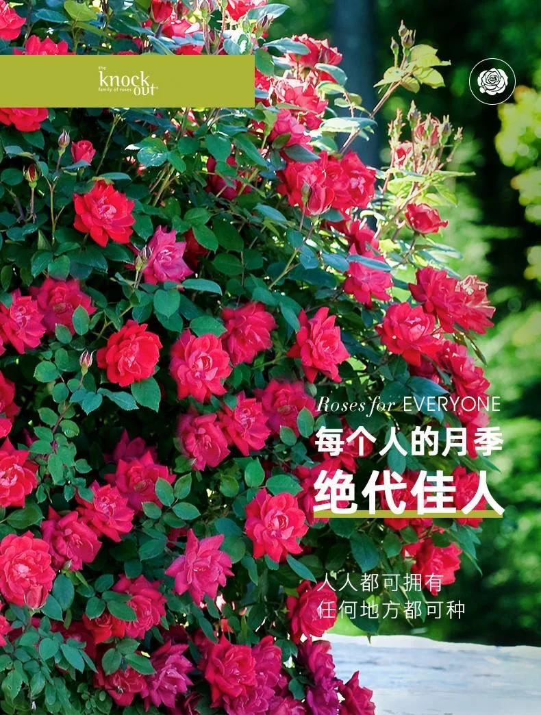人人花苹果版人人app为什么下架了