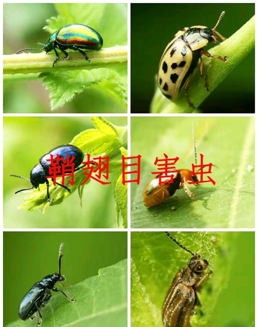 手机版鞘翅如何获得飞机电脑版鞘翅怎么用烟花飞起来-第2张图片-太平洋在线下载