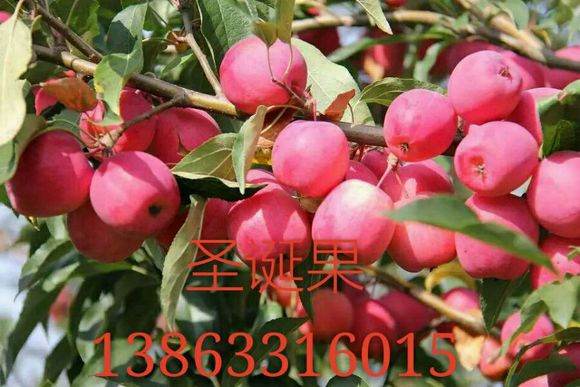 瑞士版的苹果奶油富士和维纳斯苹果的区别-第2张图片-太平洋在线下载